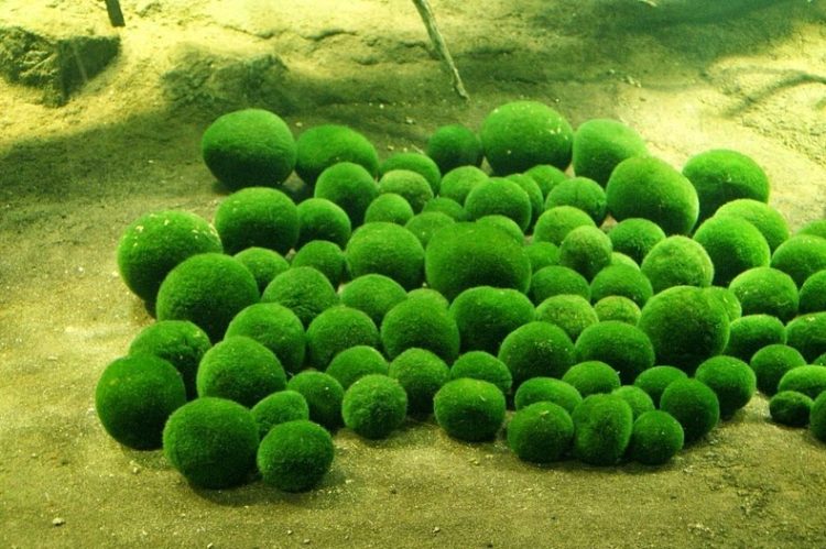 Around two years ago that the marimo had decreased to such an extent that there are hardly any left, the remaining balls are scattered over a rather small area and their condition is not good.