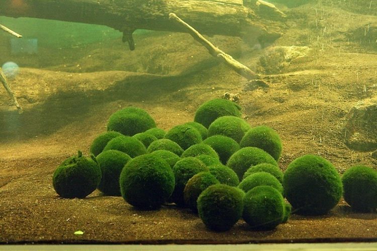 Marimo doesn’t grow around a core, such as a pebble. In its place, the algal filaments grow in all directions from the centre of the ball, continuously branching and thereby laying the foundation for the spherical form. 