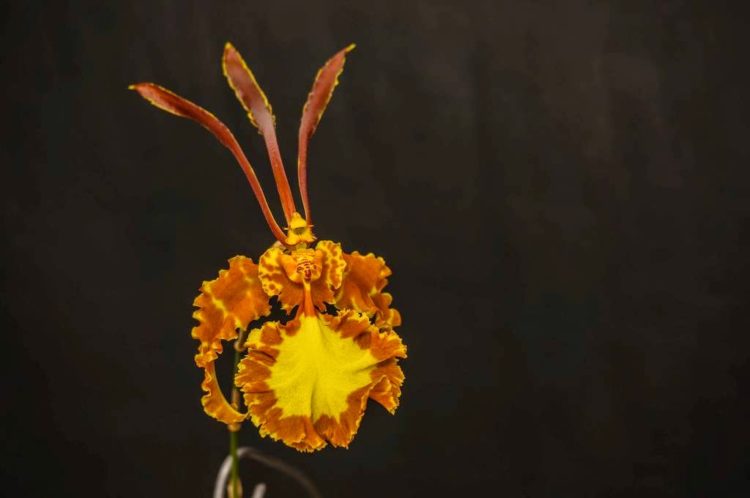 This is a “Psychopsis papilio” much known as the butterfly orchid, has petals of an incredible length, look like antennae and its speckled brown and yellow sepals look like outspread wings. 