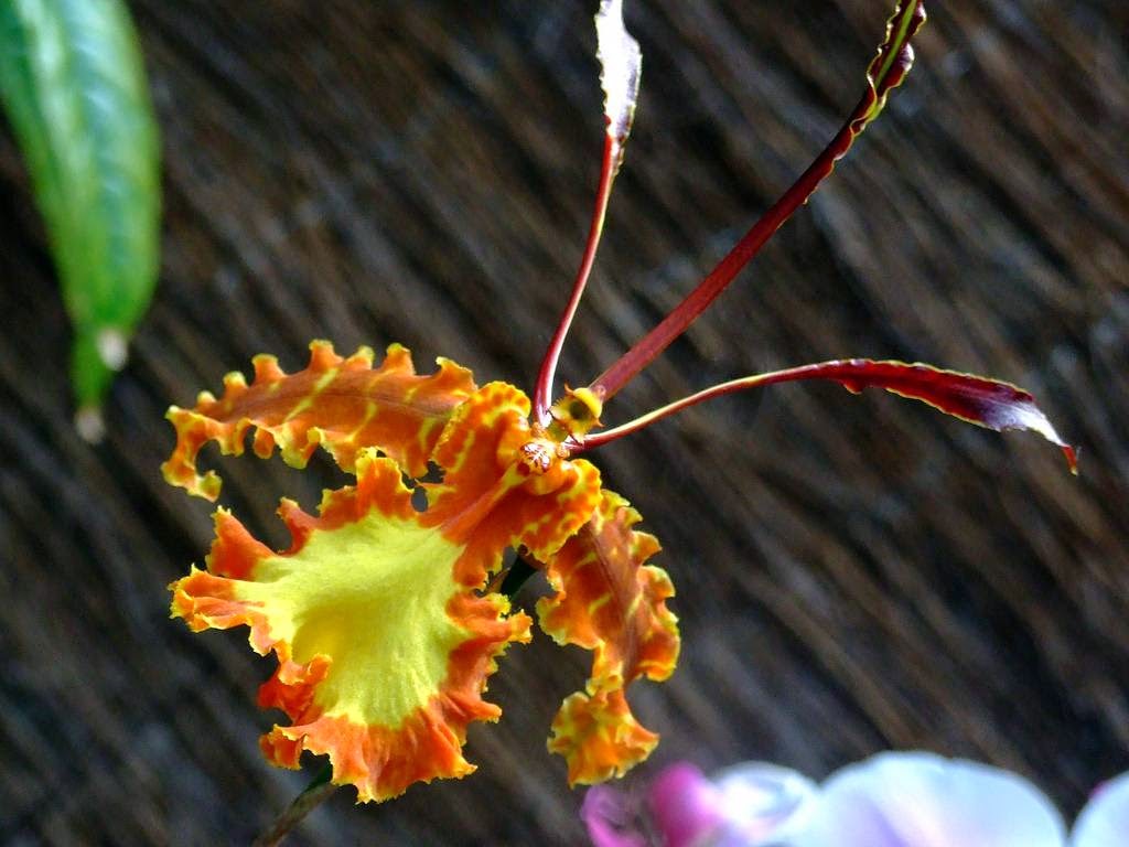 Butterfly Orchid The Petals Looks Like Antennae