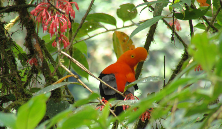 The Andean cock-of-the-rock (Rupicola peruvianus), also known as tunki (Quechua), is a large passerine bird of the cotinga family