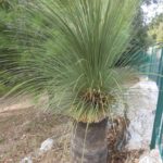 The grass trees are highly fire-resistant and are among the first to resprout after wildfire as the living growth is buried within the old dead leaf bases.
