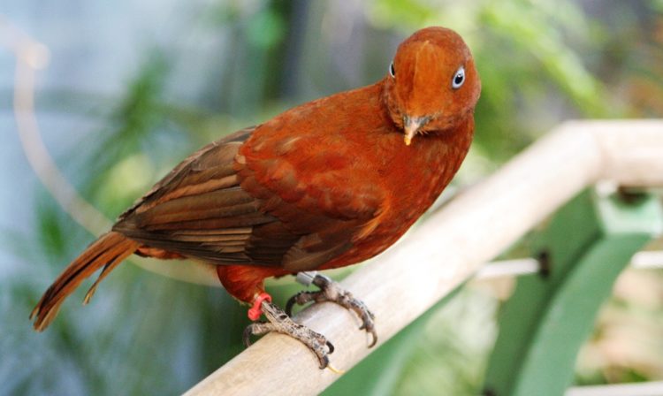 Femal Andean cock-of-the-rock is found in humid, rocky forested areas and is often found in ravines near water or by forest streams. 