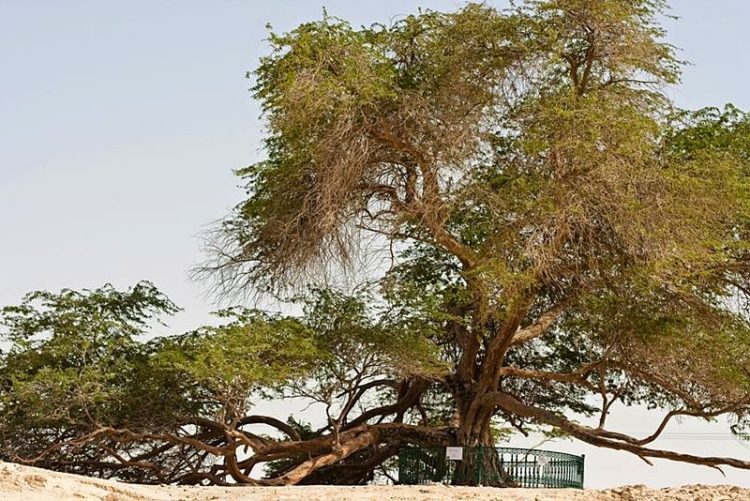 Hence, like all mesquite trees, Sharajat-al-Hayat pretty good feels dry conditions. No one is sure how the tree survives. Image credit Omar Chatriwala 