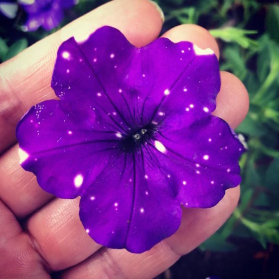  So, all you need to do is to buy yourself some Night Sky Petunias, because as you can see, there petals look like they’re hiding secret little universes inside of them. (Image credits oahu_gardeners)