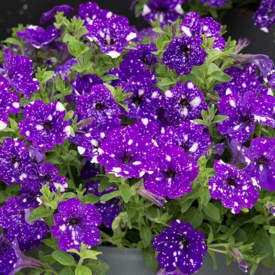 The Petunia is a mainly popular plant among gardeners and flower enthusiasts. (Photo Credit J. Parker's)