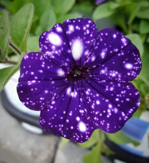 This cosmic flower features exclusive markings reminiscent of a starry sky. (Photo Credit breezer102)