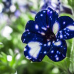 This hypnotic characteristic has made Night Sky Petunias, which can reach an average height of 16 inches and bloom during the spring and summer. (Photo Credit irenefotod)