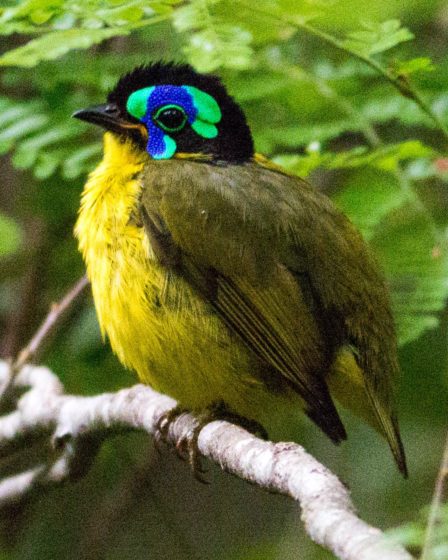 The Schlegel's Asity (Philepitta schlegeli) Male, Plumage can found in Madagascar. 