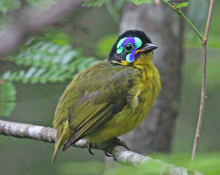 This fantastic bird is a species of bird belongs to Philepittidae family.