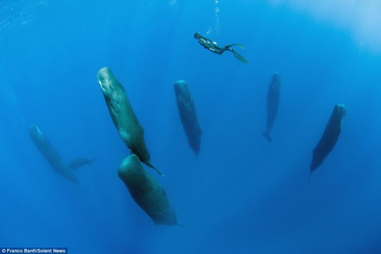 An underwater photographer has captured a rare and enthralling set of images which capture a pod of sleeping whales