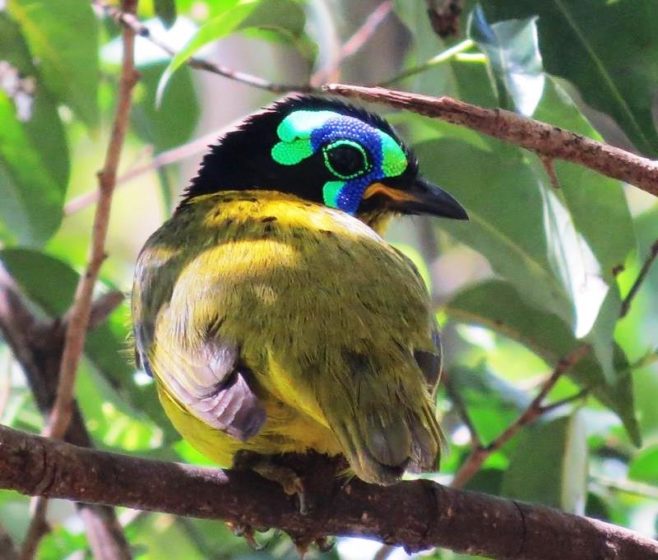 The bird likes largely frugivorous, especially in rainy season; fruits include those of Cabucala (Apocynaceae).