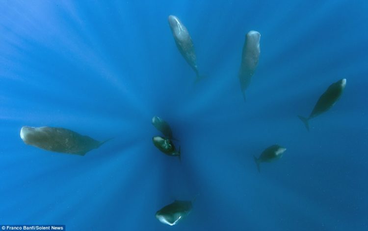 The 40ft long sperm whales, known to be quite social, spend around seven per cent of their time sleeping and nap vertically for six to 25 minutes - in this case it was ten