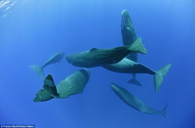 The ethereal images were captured just off the coast of the Caribbean island Dominica, and also included photos of the marine mammals awake and swimming around