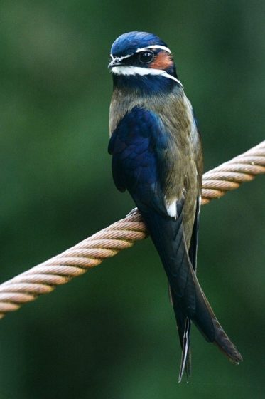 The Whiskered Treeswift (Hemiprocne comata) is a species of bird found in Brunei, Malaysia, Singapore, Indonesia, Myanmar, Philippines, and Thailand. 