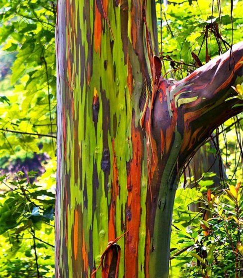Moreover beside of climate, rainbow eucalyptus growing conditions include full sun and moist soil. 
