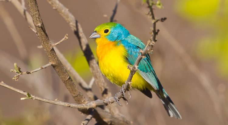The adult birds are blue above with a mossy green crown and mantle, and are yellow below with an orange wash across the breast. 
