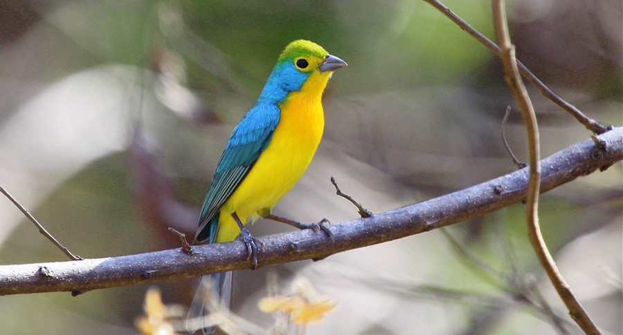 Orange-Breasted Bunting: Nature's Brightest Jewel