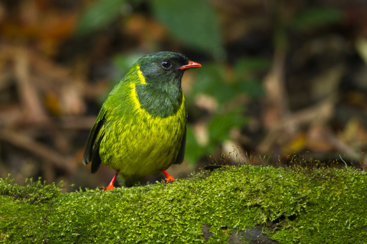 The green & black fruiteater can found in Colombia, Ecuador, Peru, and Venezuela. 