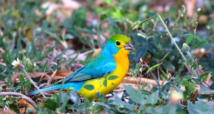 The orange breasted bunting endemic to Mexico, where it's natural habitats are subtropical or tropical dry forests and subtropical or tropical dry shrubland. 