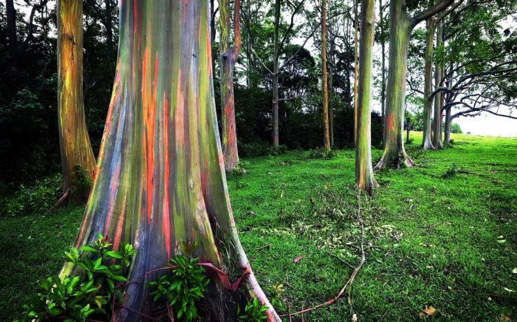 The trees’ amazing hues come about thanks to sections of bark shedding at different times during the year. 