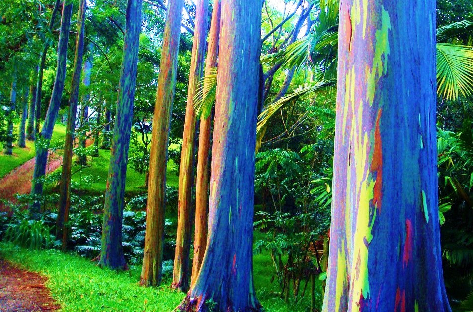 Eucalyptus deglupta is a tall tree, also famous as the rainbow eucalyptus, Mindanao gum, or rainbow gum. The most colorful tree on earth is found in an area that spans New Britain