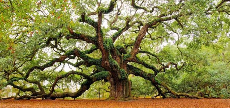 Angel Oak is believed to be around 400 years old, stands 66.5 ft tall, measures 28 ft in circumference, and produces shade that covers 17,200 square feet