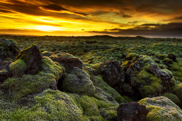 Iceland Moss Covered Lava Fields