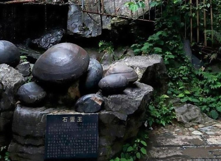 This is a 30 years process as per local people have observed for years as the eggs ‘incubate’ in hollow overhangs on the cliff and eventually fall to the ground.