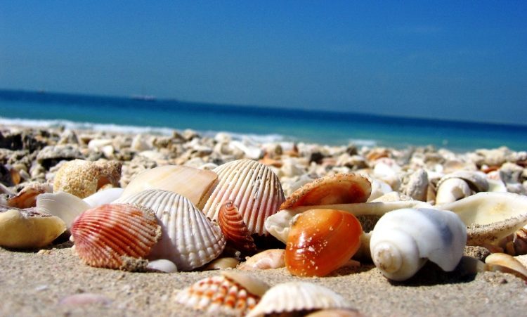Shell Beach is a beach in the Shark Bay region of Western Australia, on the northeastern side of the Taillefer Isthmus along the L'Haridon Bight.