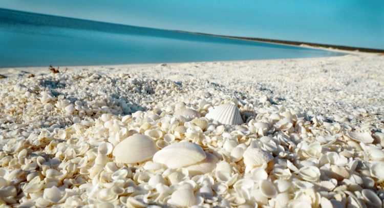 The shells have formed a limestone that is acknowledged as coquina. However, before Shark Bay became a World Heritage Site, the coquina was mined and used for the construction of a number of buildings in Denham.