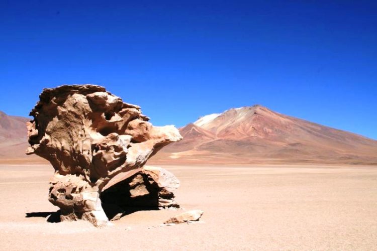 Stone Trees of Bolivia are shaped like a stunted tree about 7 m high, particularly the thin stem, are due to strong winds carrying sand and eroding the soft sandstone. 