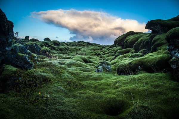 Iceland Moss Covered Lava Fields