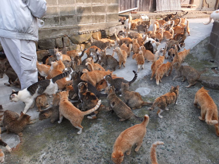 Aoshima island, is famous as “Cat Island”, actually a small island, where there are expressively more feline residents than people and inhabited by 15 people and hundreds of cats.