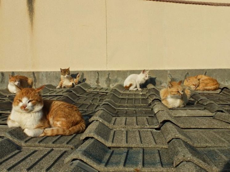 It is impossible to see so many cats in one place, different breed’s just fickle nature of cats. Image credit Hal Arai 