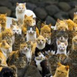 The cats were primarily introduced to the island to prevent mice from chewing through fishing nets Image credit NITRONAT