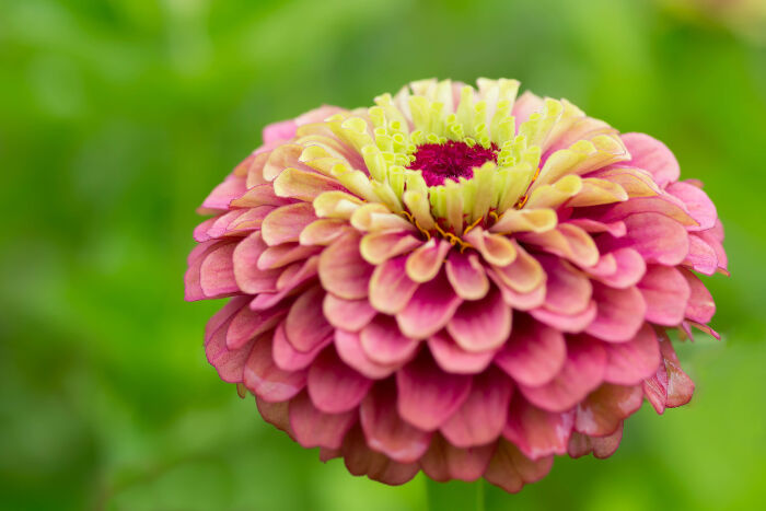 Zinnias are tender annuals that all gardeners love because they make a great show and are easy to grow.