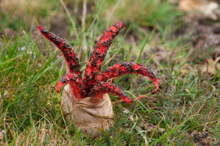Clathrus archeri is commonly known as octopus stinkhorn, or Devil's Finger is a fungus indigenous to Australia and New Zealand.