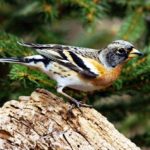 The beautiful brambling is alike in size and shape to a common chaffinch.