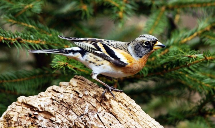 The beautiful brambling is alike in size and shape to a common chaffinch.