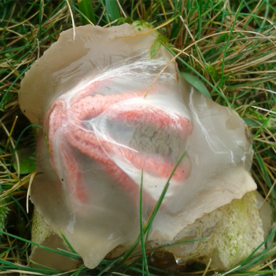 The young fungus erupts from a sub-erumpent egg by forming into four to seven elongated slender arms originally erect and attached at the top. 
