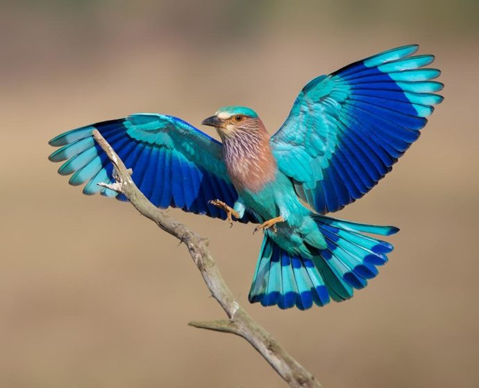 MfGUb86 Lilac-breasted roller