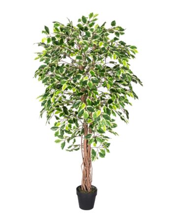 Ficus - Most Popular House Plant