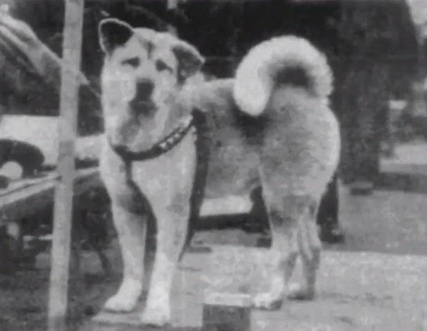 The Hachiko the Dog loved his owner the Eizaburo Ueno, who was a professor in agriculture science in Tokyo University. 