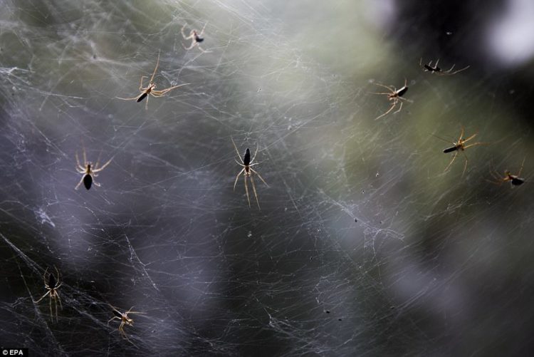 The Massive Spider s Created an Ideal Home