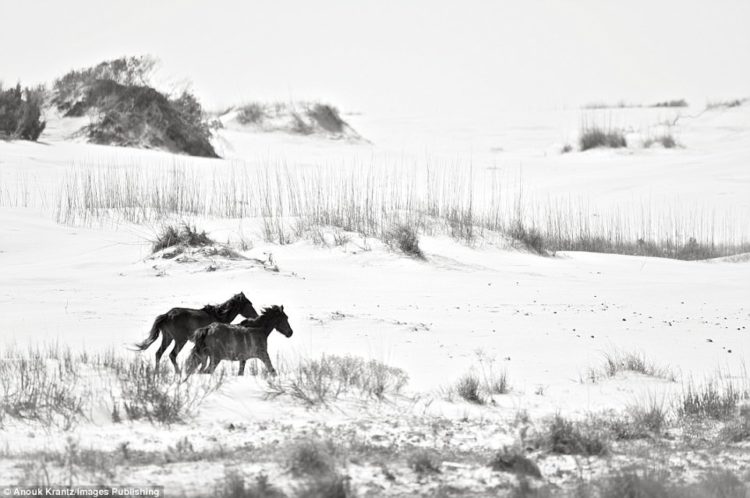 Anouk Masson Krantz's book captures the freedom the horses have on Cumberland Island. They've never been ridden or domesticated by humans