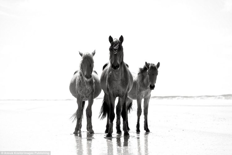 Around 150 wild horses live on America's Cumberland Island, which has just one hotel