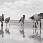 Cumberland Island has been a national park since 1972. The horses are the only herd in east coast America that aren't managed in any way by humans