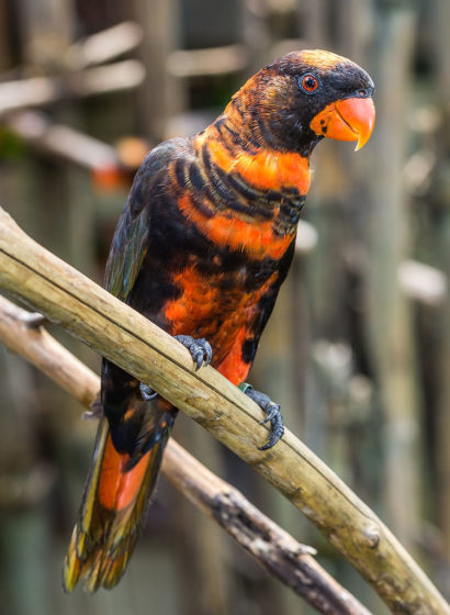Dusky_lory_(Alternative common names are the white-rumped lory or the dusky-orange lory. 