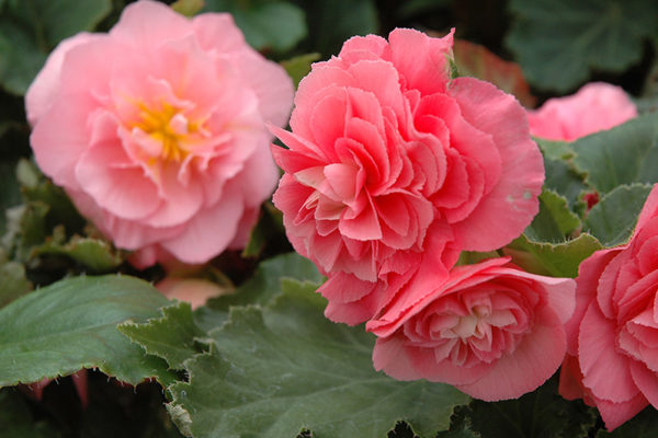 Grow Begonia With Their Own Special Virtues